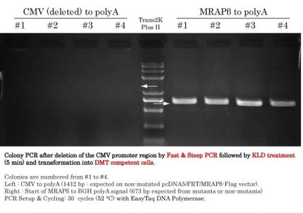 KLD mix mutagenesis Colony PCR