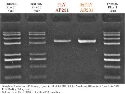 FLY AP231 vs 2xFastPfu FLY AS231 2.5kb colony PCR