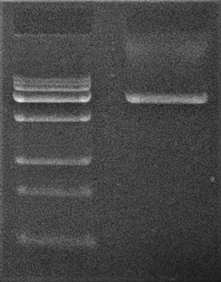 Fast & Steep PCR for KLD Mix mutagenesis