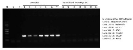 Mycoplasma Elimination Reagent TransMyco-1+2