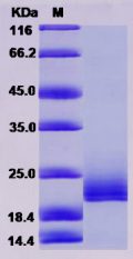 Recombinant Human CD16b / FCGR3B Protein, Biotinylated