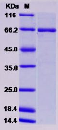 Recombinant Human ABL1 / JTK7 / p150 Protein (GST tag)