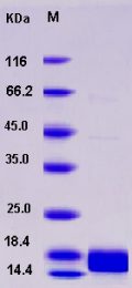 Recombinant Human ALK-2 / ACVR1 / ALK2 Protein (His tag)