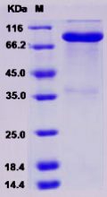 Recombinant Human LAG3 / CD223 / Lymphocyte activation gene 3 Protein (Fc Tag)