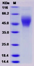 Recombinant Human B7-H6 / B7H6 Protein (His Tag)