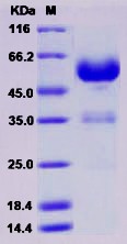 Recombinant Human LAIR1 Protein (Fc Tag)