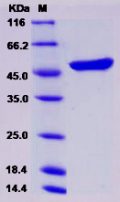 Recombinant Human APOA4 / Apolipoprotein A-IV Protein (His Tag)