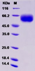 Recombinant Human AMIGO2 Protein (His tag)