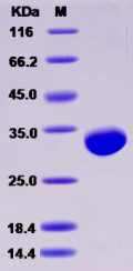 Recombinant Human BTN3A3 Protein (His tag)