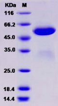 Recombinant Human BTN3A3 Protein (Fc tag)
