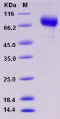 Recombinant Human ANTXR1 Protein (Fc tag)