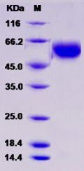Recombinant Human BPIFB1 / LPLUNC1 Protein (His tag)