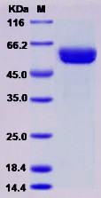 Recombinant Human CLEC1A / CLEC-1 Protein (Fc Tag)