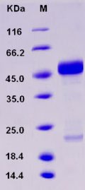 Recombinant Human AGER / RAGE Protein