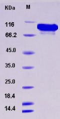 Recombinant Human ATF2 Protein (His & GST tag)