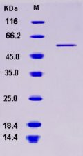 Recombinant Human BLMH / BLM hydrolase Protein (His tag)