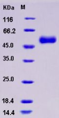 Recombinant Human ACPL2 Protein (His tag)