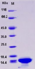 Recombinant Human HIST3H2A / Histone H2A Protein