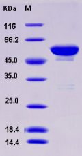 Recombinant Human 14-3-3 tau / 14-3-3 theta / YWHAQ Protein (GST tag)