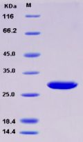 Recombinant Human 14-3-3 sigma / Stratifin / YWHAS Protein