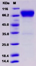 Recombinant Human B7-H4 / B7S1 / B7x Protein (Fc tag)
