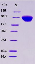 Recombinant Human BMPR2 / BMPR-II Protein (His & Fc tag)