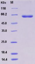 Recombinant Human LBP / Lipopolysaccharide binding Protein (His tag)