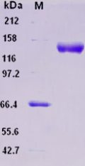 Recombinant Human Contactin 5 / CNTN5 Protein (His tag)
