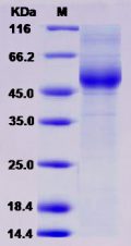 Recombinant Human IL13RA2 / CD213A2 Protein (His tag)