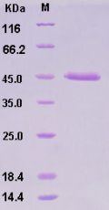 Recombinant Human ALK-2 / ACVR1 Protein (His & Fc tag)
