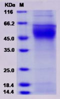 Recombinant Human VEGFR1 / FLT-1 Protein (His tag)