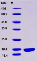 Recombinant Human BCL-W / BCL2L2 Protein (His tag)