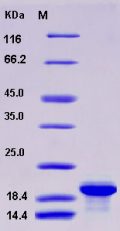 Recombinant Human BLyS / TNFSF13B / BAFF Protein