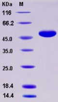 Recombinant Human BLyS / TNFSF13B / BAFF Protein (Fc tag)