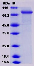 Recombinant Mouse CHST5 / GlcNAc6ST-3 Protein (Fc Tag)