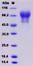Recombinant Mouse SynCam / CADM1 / TSLC1 / IGSF4 Protein (His Tag)
