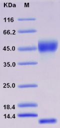 Recombinant Rat FCGRT & B2M Heterodimer Protein