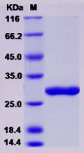 Recombinant Rat CTRB1 / Chymotrypsinogen B1 Protein (His Tag)