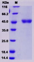 Recombinant Rat Cathepsin E / CTSE Protein (His Tag)