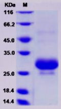 Recombinant Rat CTHRC1 Protein (His Tag)