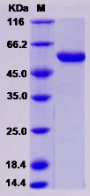 Recombinant Rat PNLIPRP1 / PLRP1 Protein (His Tag)