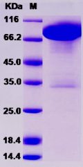 Recombinant Rat DDR1 Kinase / MCK10 / CD167 Protein (Fc tag)