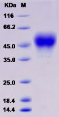 Recombinant Rat Coagulation Factor III / Tissue Factor / CD142 Protein (His tag)
