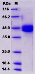 Recombinant Rat ICOS / AILIM / CD278 Protein (Fc tag)