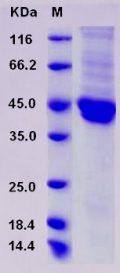 Recombinant Rat JAM-2 / JAM-B Protein (His tag)