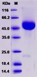 Recombinant Rat CD5 Protein (His tag)