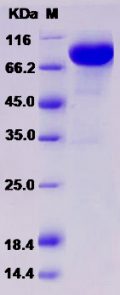 Recombinant Rat CD5 Protein (Fc tag)
