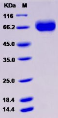 Recombinant Rat CD226 / DNAM-1 Protein (Fc tag)