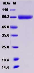 Recombinant Rat CD157 / BST1 Protein (Fc tag)