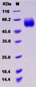 Recombinant Rat SLC3A2 / CD98 Protein (His tag)